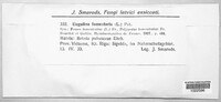 Fomes fomentarius image
